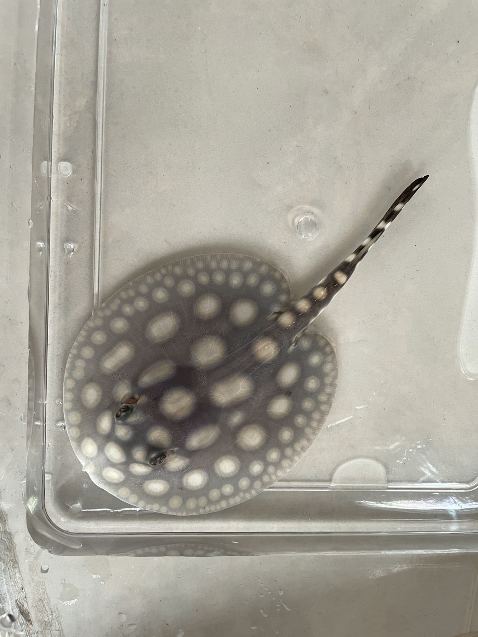 兩個月小魚！