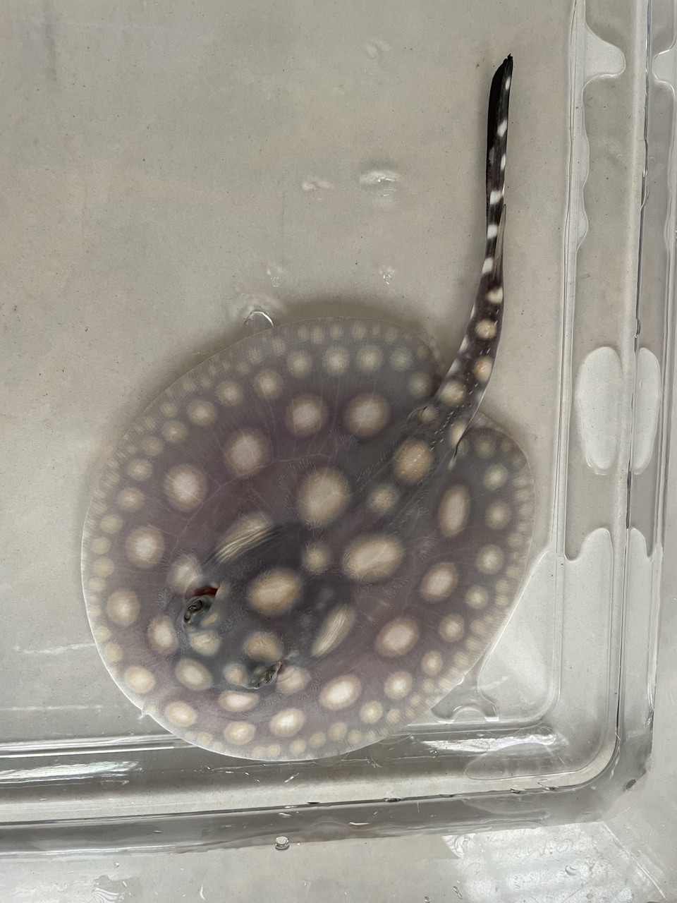 兩個月小魚！