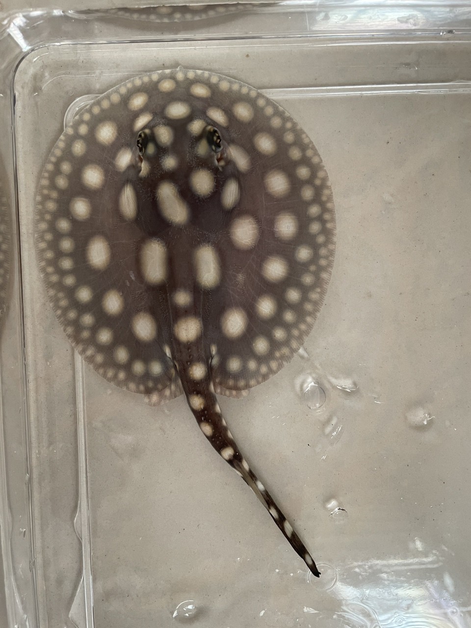 兩個月小魚！