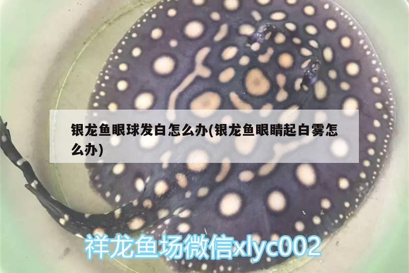 銀龍魚眼球發白怎么辦(銀龍魚眼睛起白霧怎么辦)