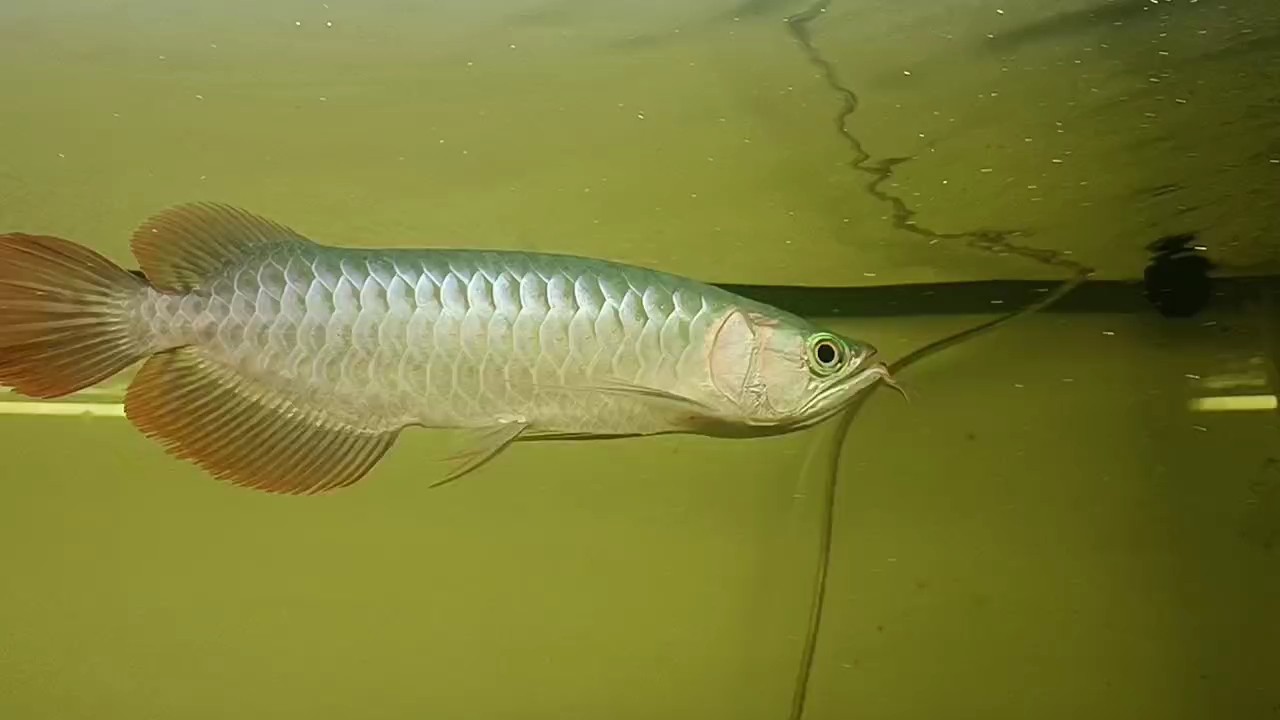 舌頭腫脹，甩頭撞缸 舌頭腫脹，甩頭撞缸 龍魚論壇