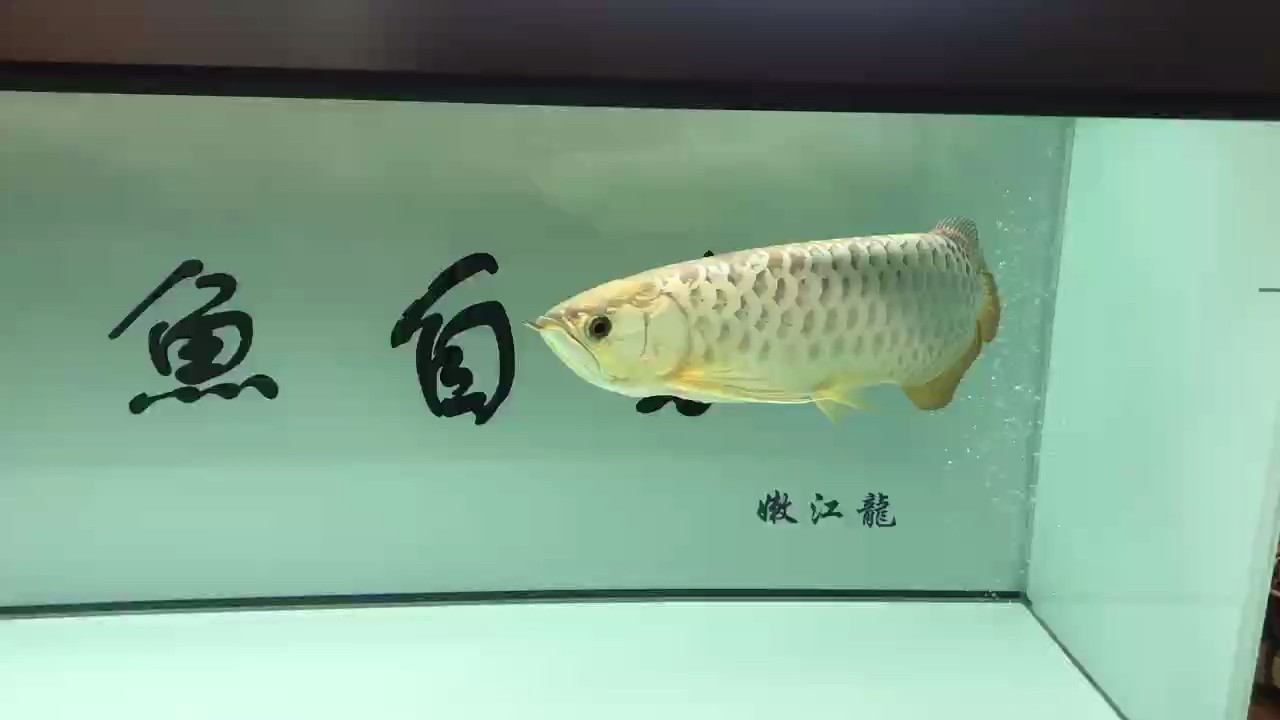 圓規(guī)為什么能畫圓，因?yàn)樗男囊恢睕]變。 圓規(guī)為什么能畫圓，因?yàn)樗男囊恢睕]變。 龍魚論壇