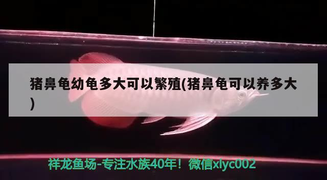 魚缸用增氧泵價格是多少:魚缸增氧機-xtrac增氧機-xtrac增氧機 豬鼻龜幼龜多大可以繁殖(豬鼻龜可以養多大) 豬鼻龜百科 豬鼻龜幼龜多大可以繁殖(豬鼻龜可以養多大) 豬鼻龜幼龜多大可以繁殖(豬鼻龜可以養多大) 豬鼻龜百科