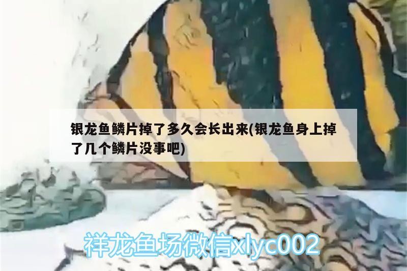 龍魚干蝦有營養(yǎng)嗎 銀龍魚鱗片掉了多久會(huì)長出來(銀龍魚身上掉了幾個(gè)鱗片沒事吧) 銀龍魚百科 銀龍魚鱗片掉了多久會(huì)長出來(銀龍魚身上掉了幾個(gè)鱗片沒事吧) 銀龍魚鱗片掉了多久會(huì)長出來(銀龍魚身上掉了幾個(gè)鱗片沒事吧) 銀龍魚百科