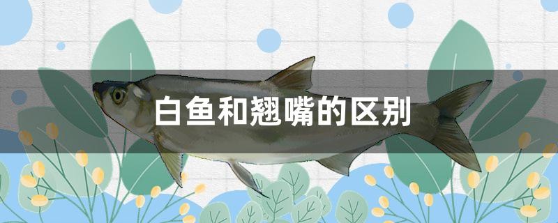 我的虎魚真菌感染了要怎么處理 白魚和翹嘴的區別有哪些 觀賞魚百科 白魚和翹嘴的區別有哪些 白魚和翹嘴的區別有哪些 觀賞魚百科