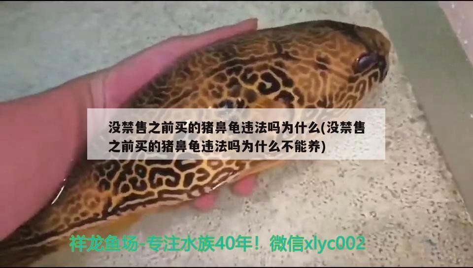 龍魚干蝦有營養嗎 沒禁售之前買的豬鼻龜違法嗎為什么(沒禁售之前買的豬鼻龜違法嗎為什么不能養) 豬鼻龜百科 沒禁售之前買的豬鼻龜違法嗎為什么(沒禁售之前買的豬鼻龜違法嗎為什么不能養) 沒禁售之前買的豬鼻龜違法嗎為什么(沒禁售之前買的豬鼻龜違法嗎為什么不能養) 豬鼻龜百科