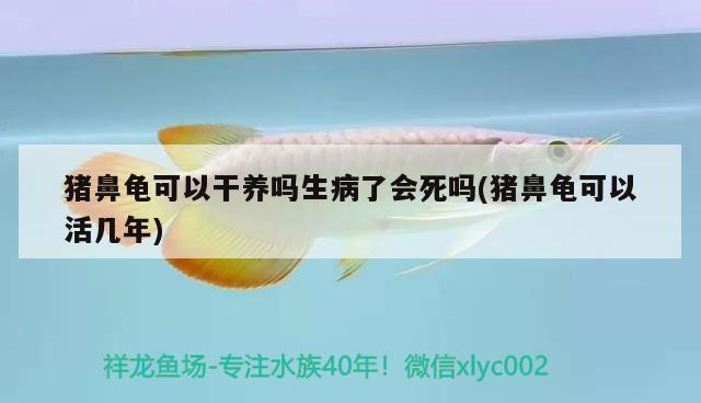 豬鼻龜可以干養(yǎng)嗎生病了會死嗎(豬鼻龜可以活幾年) 豬鼻龜百科 第3張 豬鼻龜可以干養(yǎng)嗎生病了會死嗎(豬鼻龜可以活幾年) 豬鼻龜可以干養(yǎng)嗎生病了會死嗎(豬鼻龜可以活幾年) 豬鼻龜百科 第3張