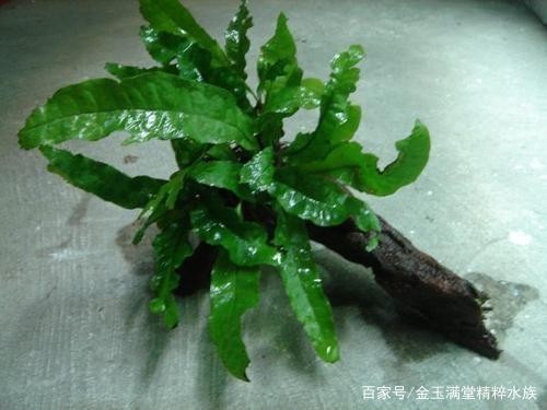 森森603串聯（森森603串聯602）