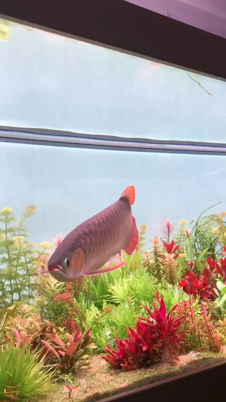 擦完缸，換好水，欣賞下