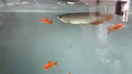 龍魚不吃魚飼料怎么辦呢 龍魚百科 第1張 龍魚不吃魚飼料怎么辦呢 龍魚不吃魚飼料怎么辦呢 龍魚百科 第1張