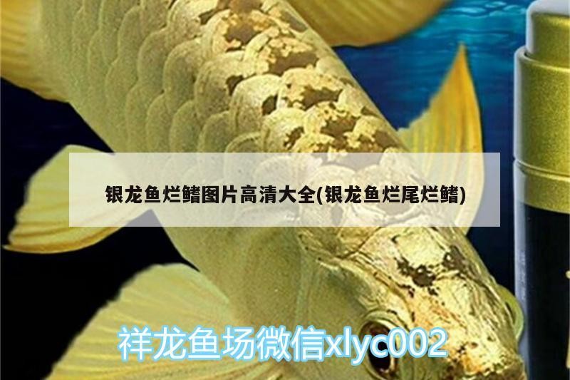 銀龍魚爛鰭圖片高清大全(銀龍魚爛尾爛鰭) 銀龍魚爛鰭圖片高清大全(銀龍魚爛尾爛鰭) 銀龍魚百科