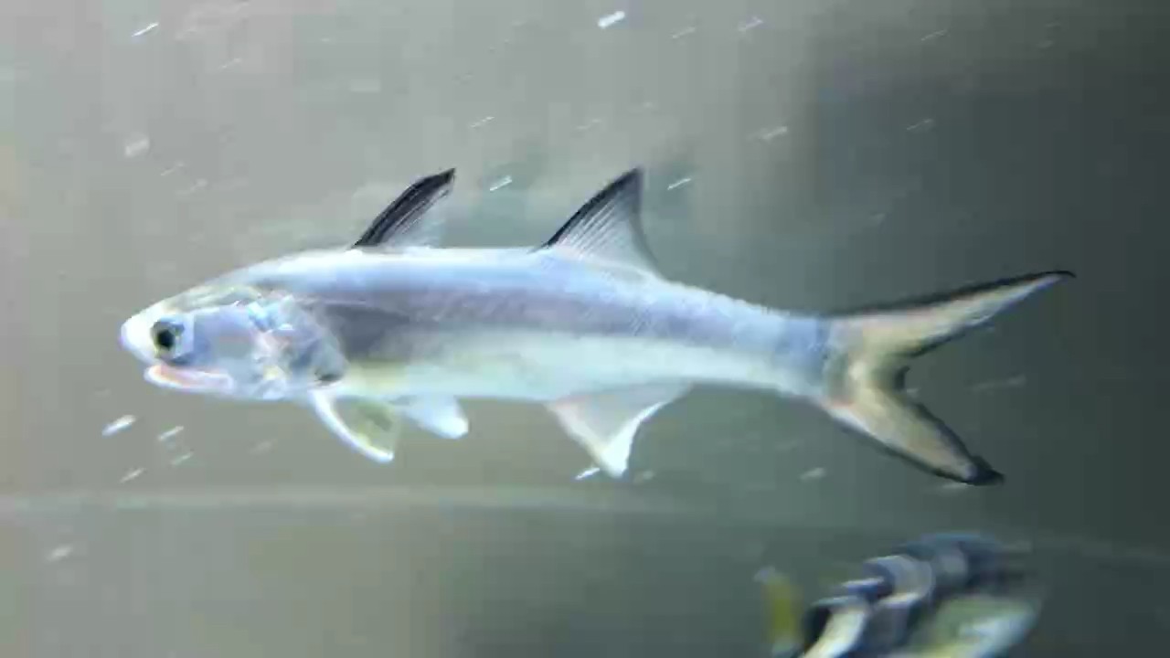 猜魚 猜魚 龍魚論壇