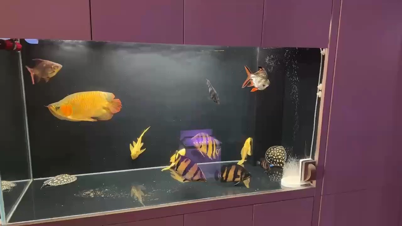 龍虎虹 完美季節(jié)來了 戰(zhàn)斗模式 龍虎虹 完美季節(jié)來了 戰(zhàn)斗模式 龍魚論壇