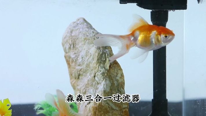 森森FG-Y08智能雨林控制系統（森森智能控制器說明書）
