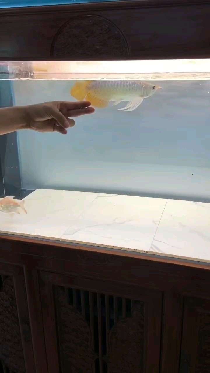 型不型 型不型 龍魚論壇