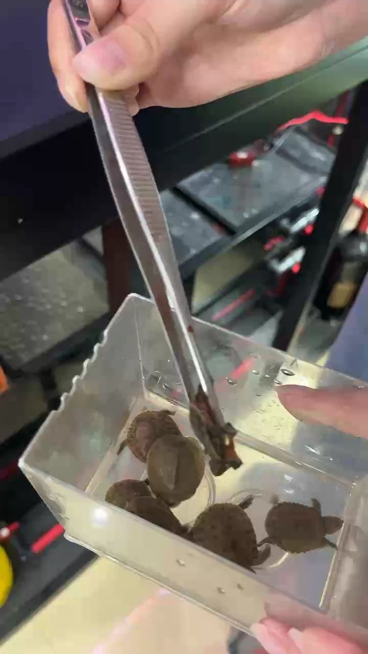吃點有營養的 吃點有營養的 龍魚論壇