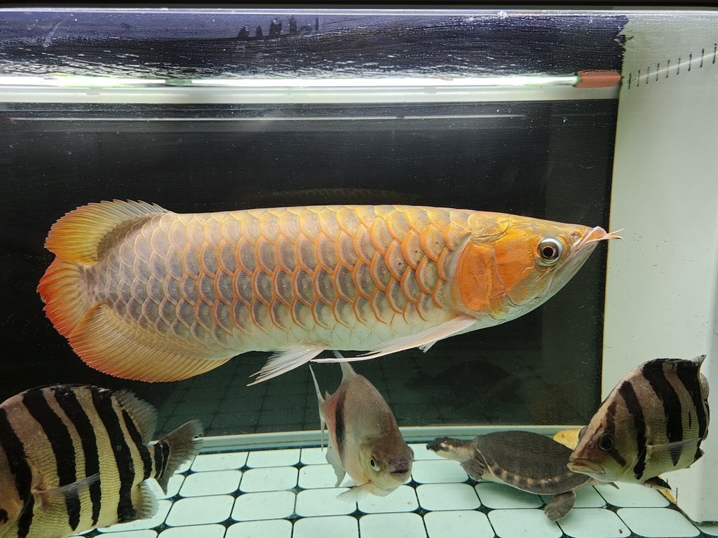 時不時還是會想起 時不時還是會想起 龍魚論壇 第4張