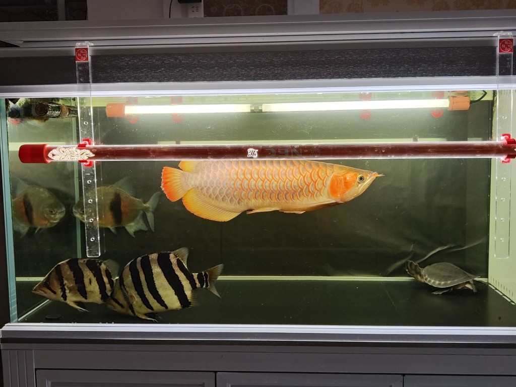 時不時還是會想起 時不時還是會想起 龍魚論壇 第6張