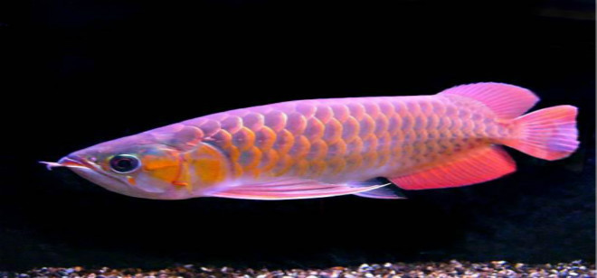 廈門紅龍魚價格2688貴嗎？