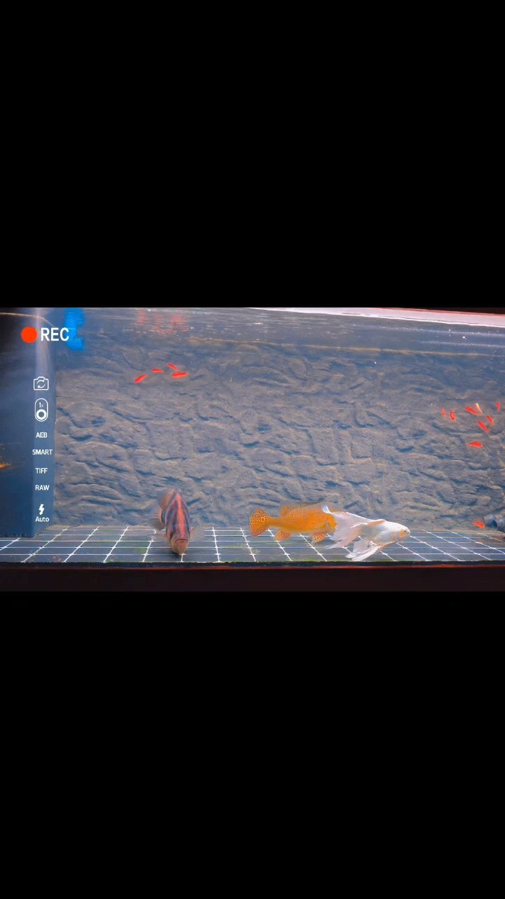 龍呢龍呢？
