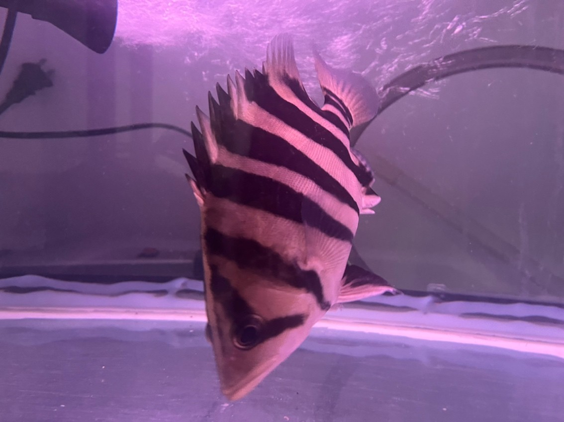 虎虎生威