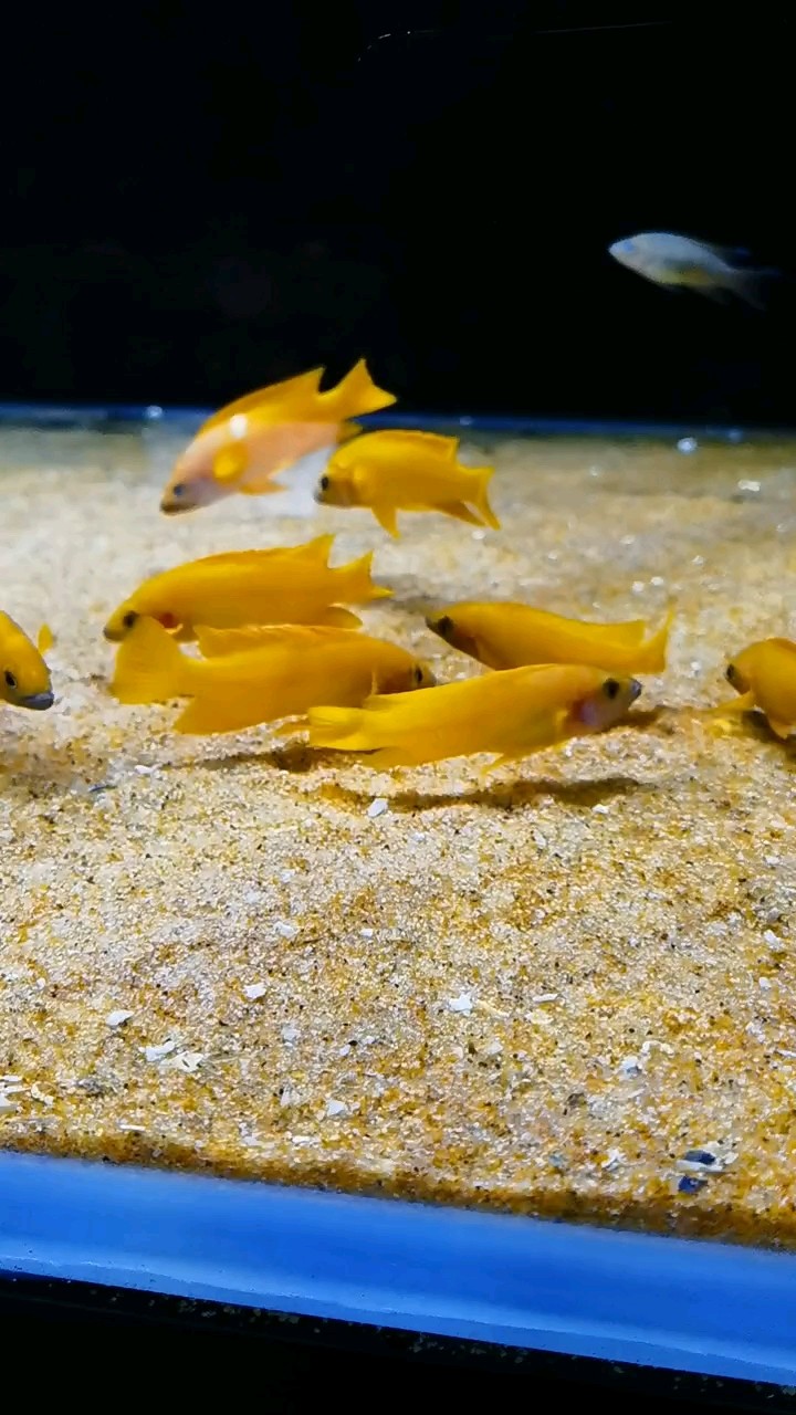 純非洲制造，歡迎鑒賞坦噶尼喀湖大雜燴