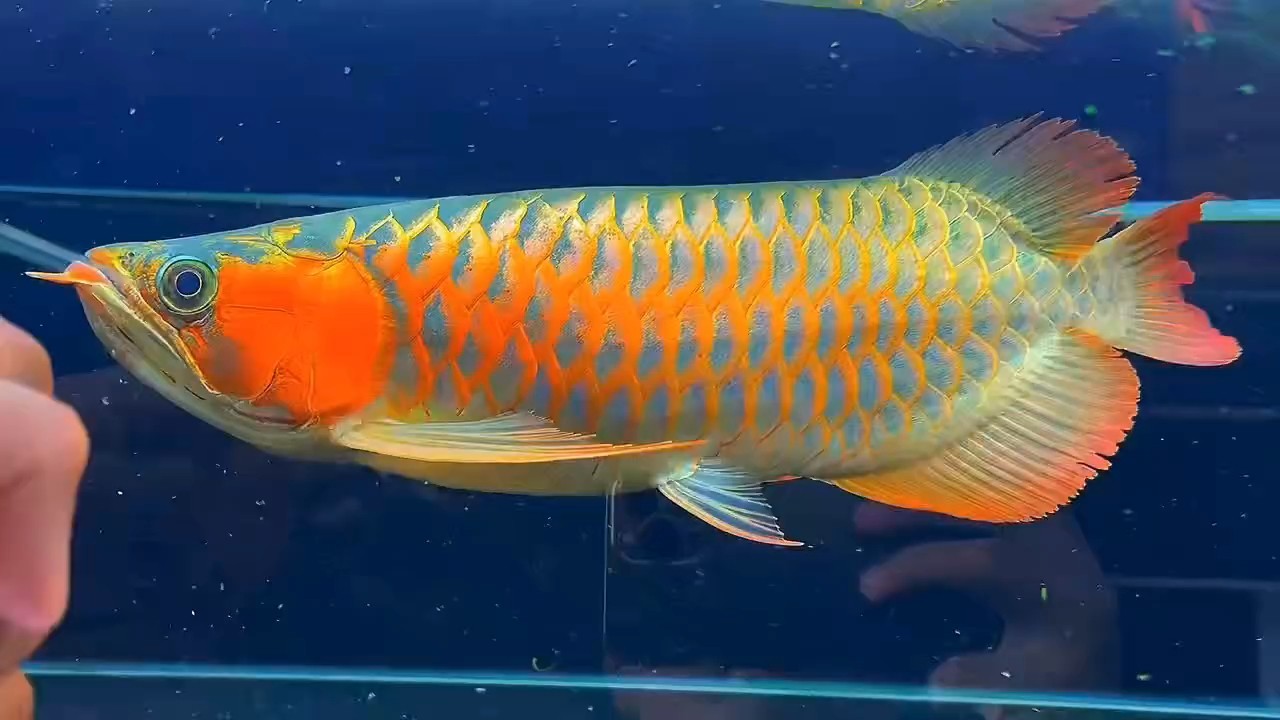 40公分短身炮彈，大腦袋，鼓喉，炮彈頭大滿腮！五大三粗霸氣十足，國慶特惠價