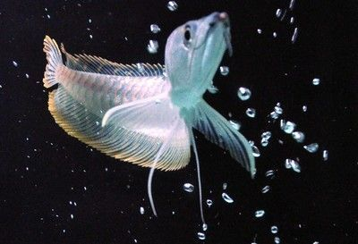 賽級(jí)銀龍魚(yú)價(jià)格多少錢(qián)一只