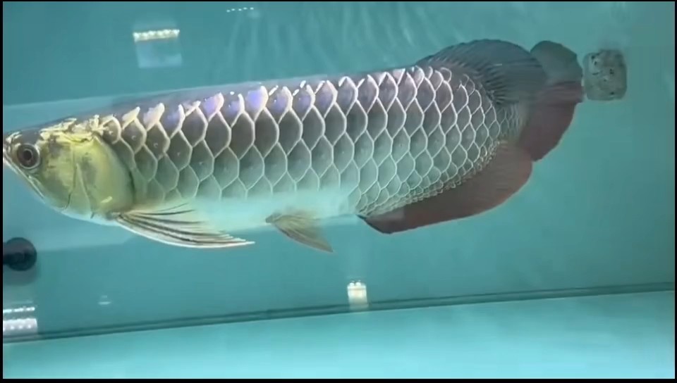 祥龍古典過背金龍魚