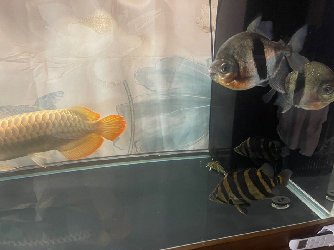 帶兒子國慶野塘垂釣，留個(gè)小東西紀(jì)念，其它放流！