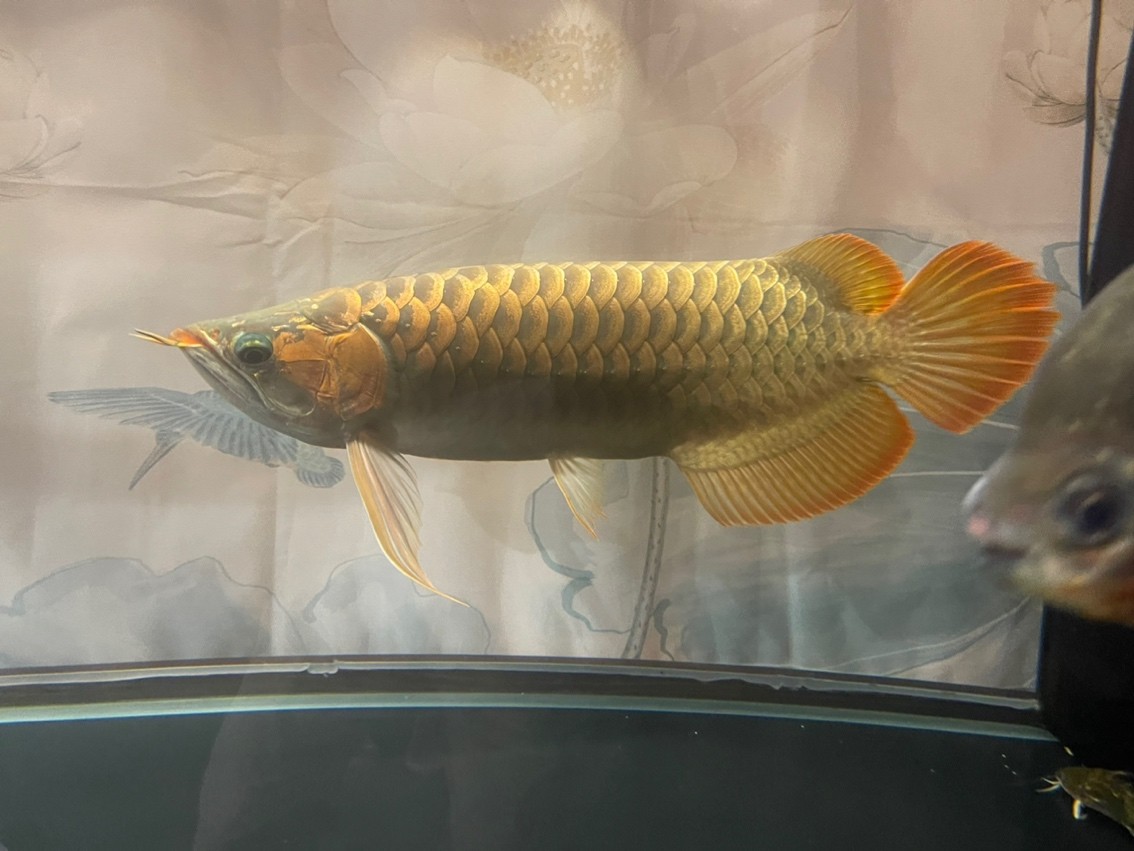 帶兒子國慶野塘垂釣，留個(gè)小東西紀(jì)念，其它放流！