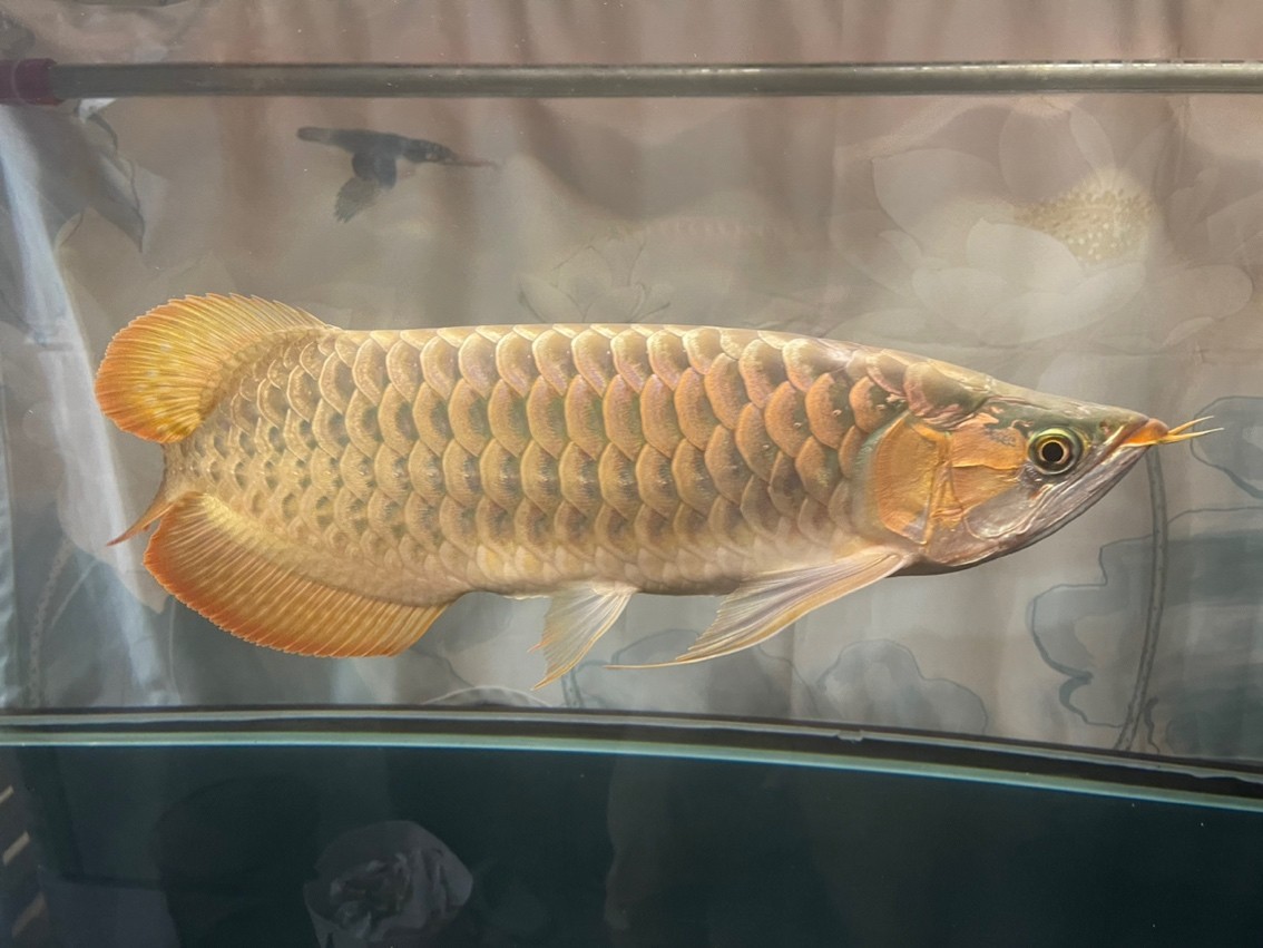 帶兒子國慶野塘垂釣，留個(gè)小東西紀(jì)念，其它放流！