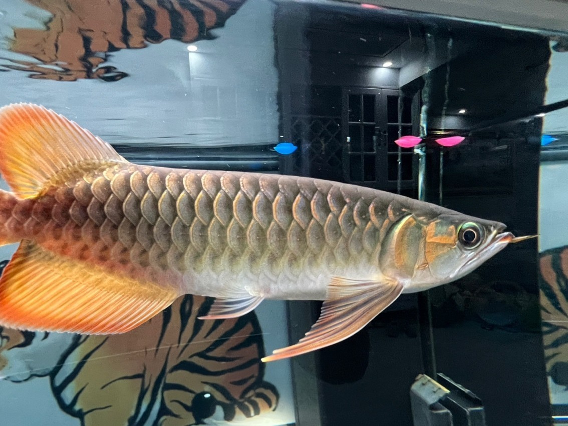 長了 長了 龍魚論壇 第1張
