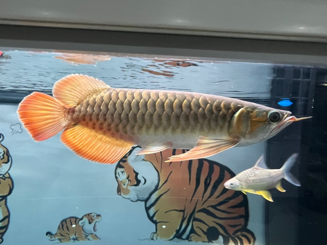 長了 長了 龍魚論壇 第2張
