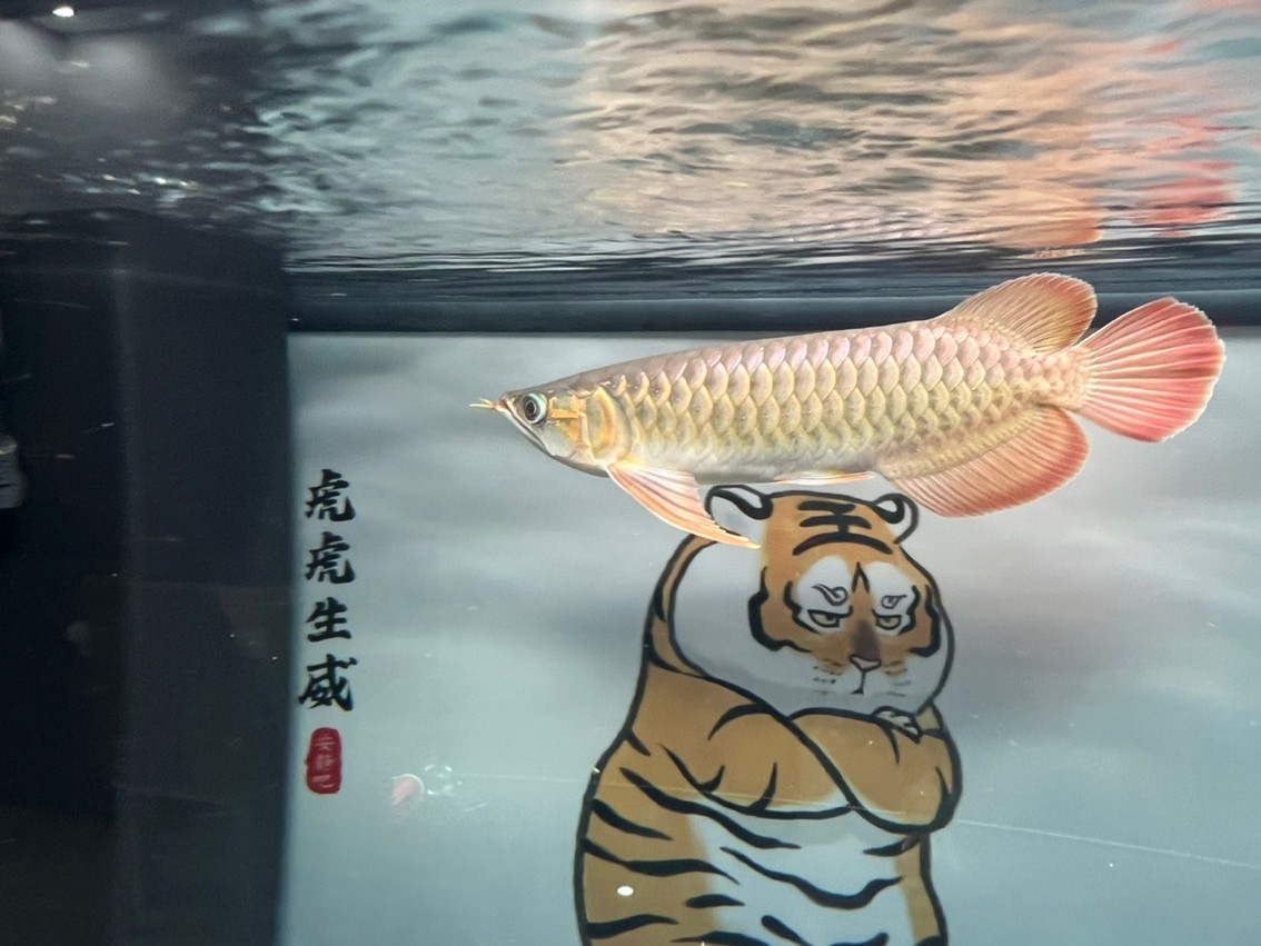 長了 長了 龍魚論壇 第3張