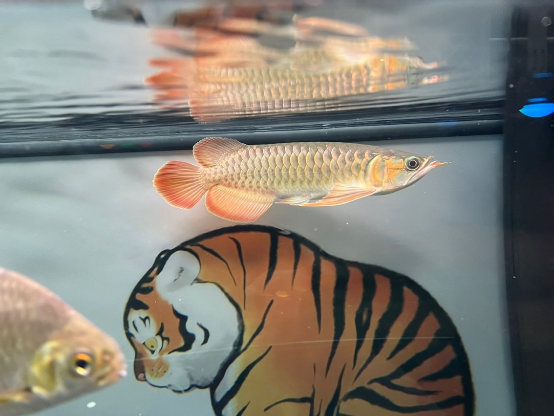 長了 長了 龍魚論壇 第4張
