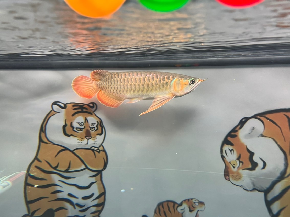 長了 長了 龍魚論壇 第5張