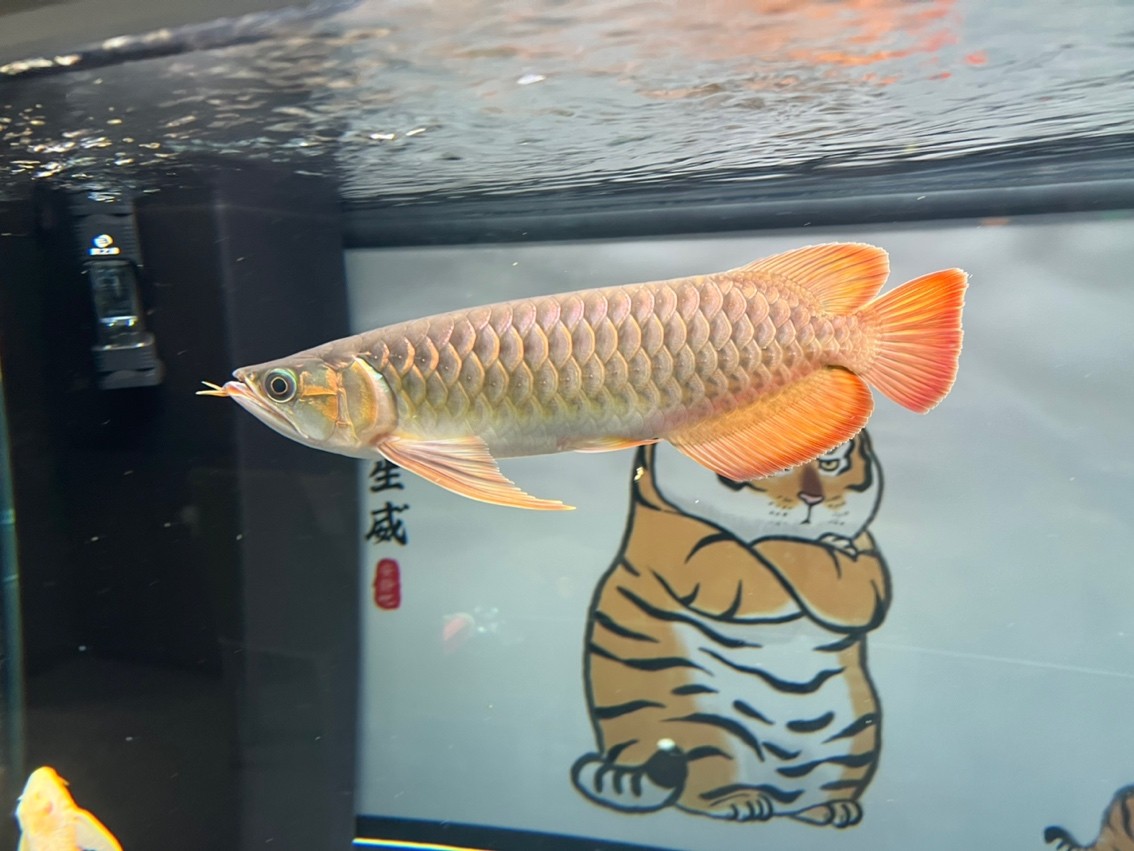 長了 長了 龍魚論壇 第6張