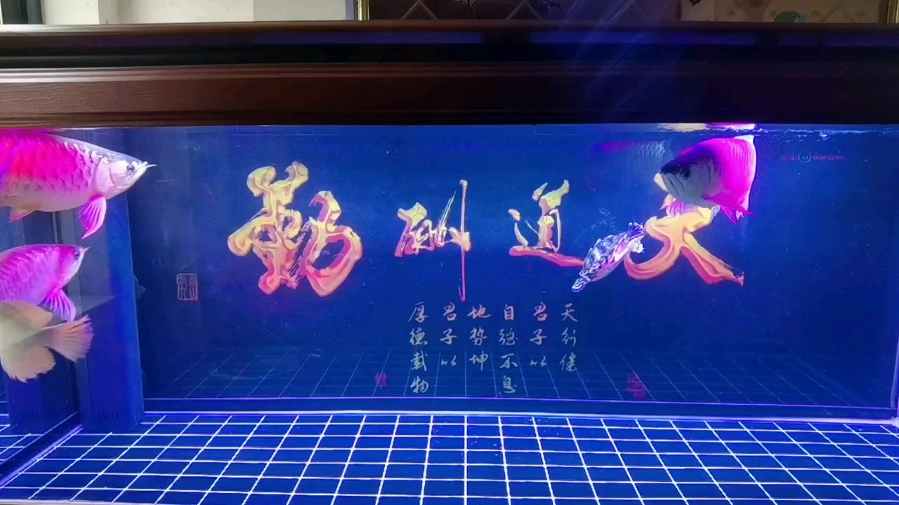 龍魚(yú)怕什么 打燈的狀態(tài) 龍魚(yú)論壇 打燈的狀態(tài) 打燈的狀態(tài) 龍魚(yú)論壇