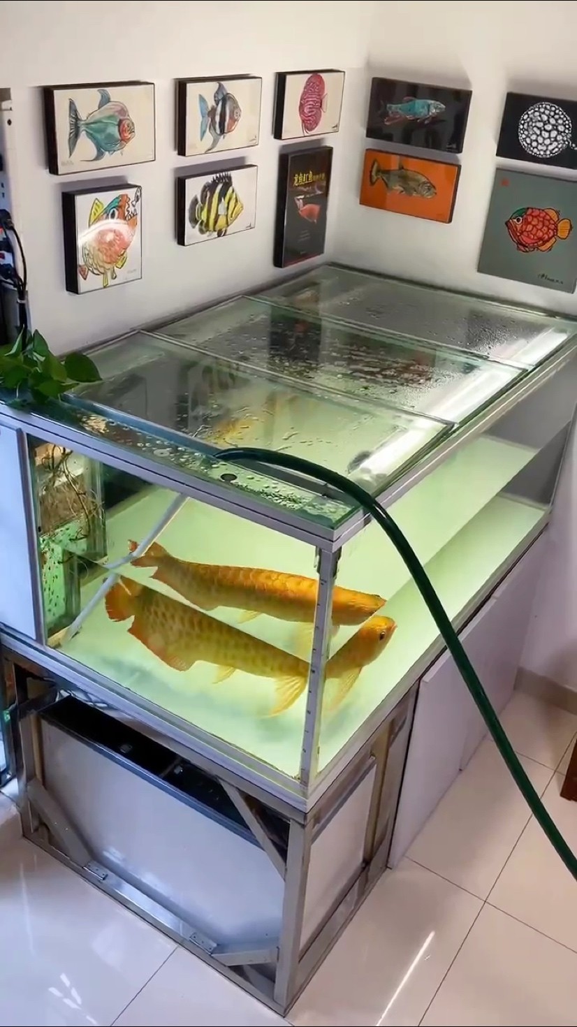 龍魚換水！