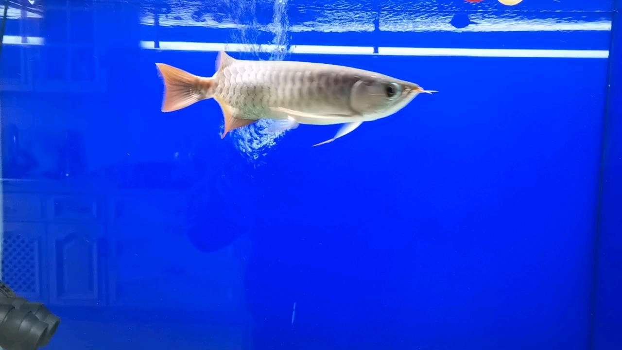 大神們幫忙看看這條魚。 大神們幫忙看看這條魚。 龍魚論壇