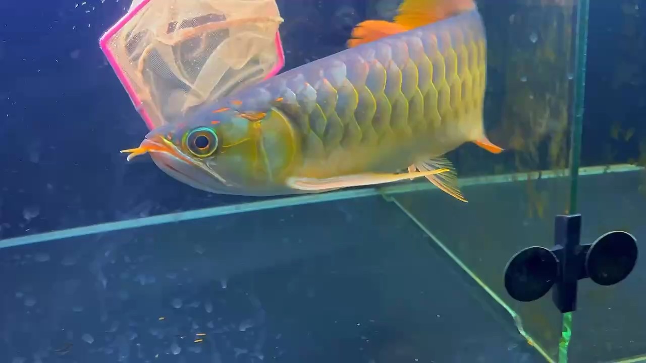 這條紅龍能入手嗎