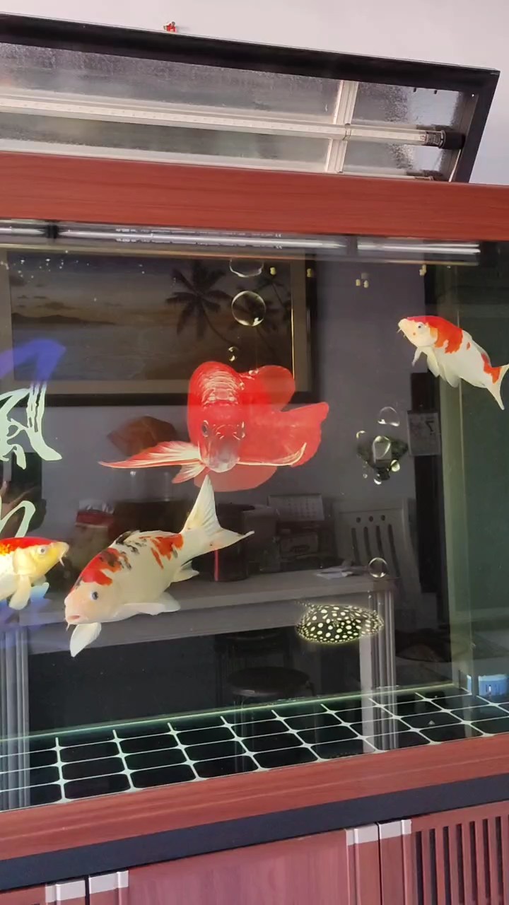 不喜勿噴。 不喜勿噴。 龍魚論壇