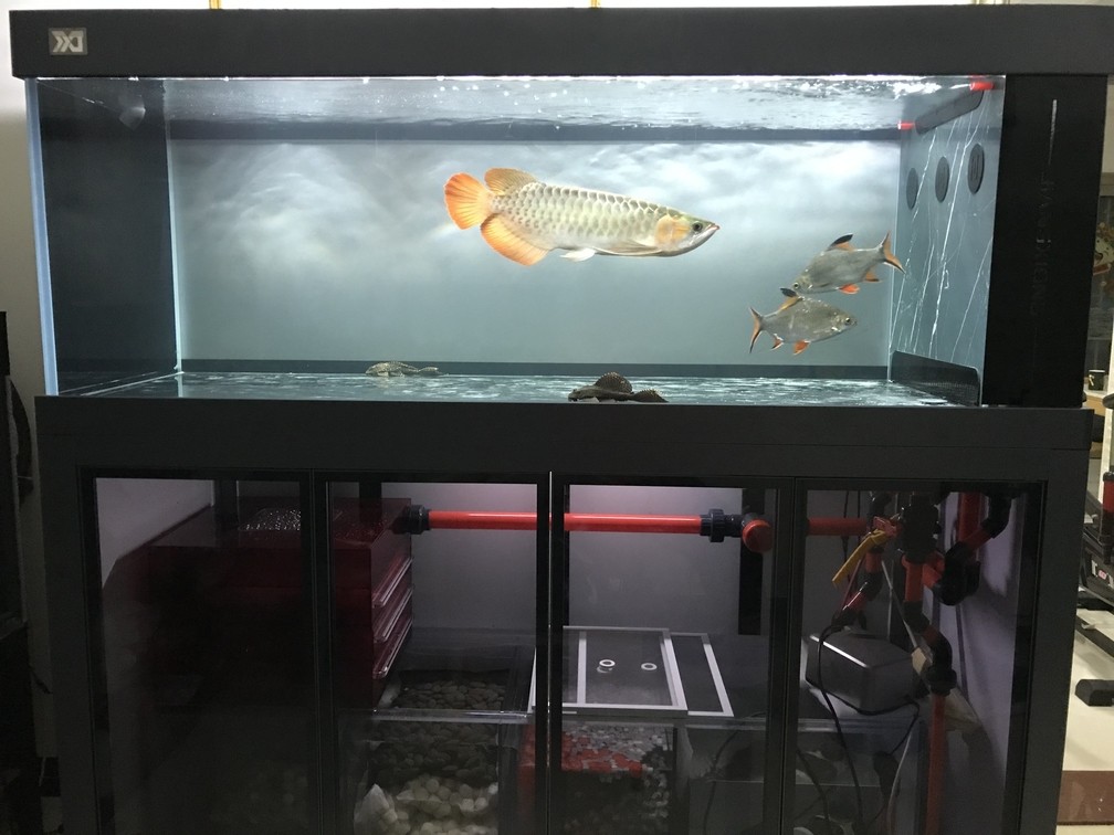 魚(yú)缸過(guò)濾器選購(gòu)指南:自制魚(yú)缸過(guò)濾器魚(yú)缸上置過(guò)濾器對(duì)于養(yǎng)魚(yú)愛(ài)好者的必備知識(shí) 好久沒(méi)更新了,換了兩次缸有點(diǎn)折騰 龍魚(yú)論壇 好久沒(méi)更新了,換了兩次缸有點(diǎn)折騰 好久沒(méi)更新了,換了兩次缸有點(diǎn)折騰 龍魚(yú)論壇