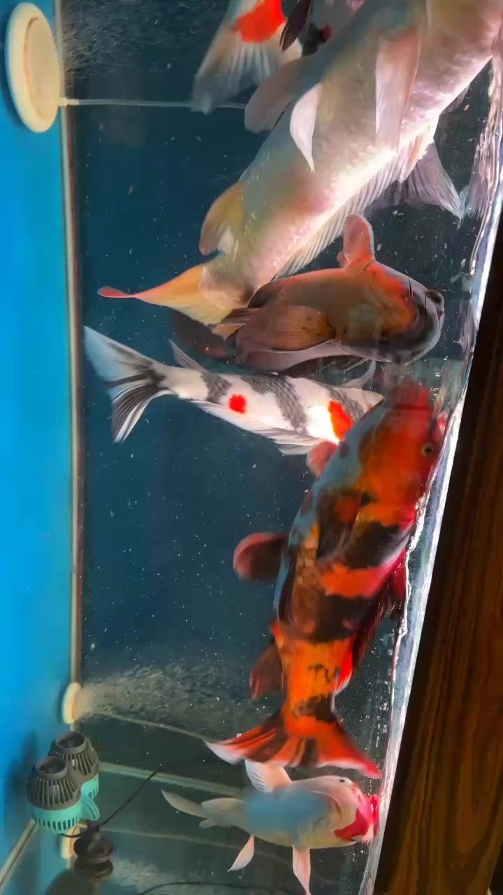 賺的積分 賺的積分 龍魚論壇