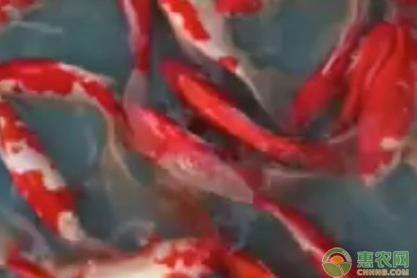 祁連縣八寶鎮水族花卉館（祁連縣八寶鎮水族花卉館地址）