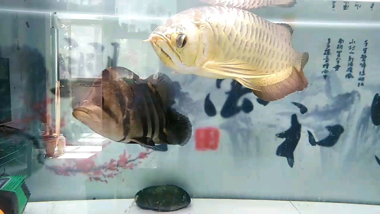 龍兄虎弟