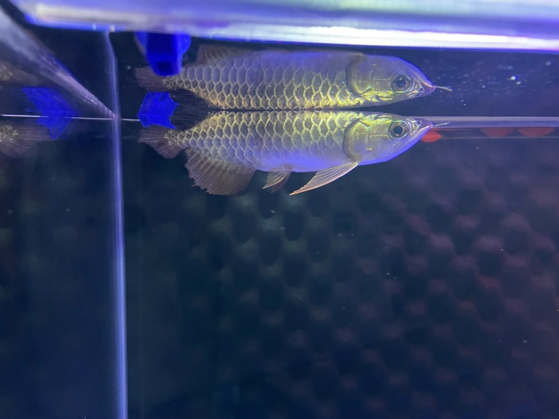 燈光該怎么選擇？魚缸自帶紅白藍。