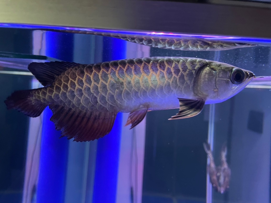 燈光該怎么選擇？魚缸自帶紅白藍。