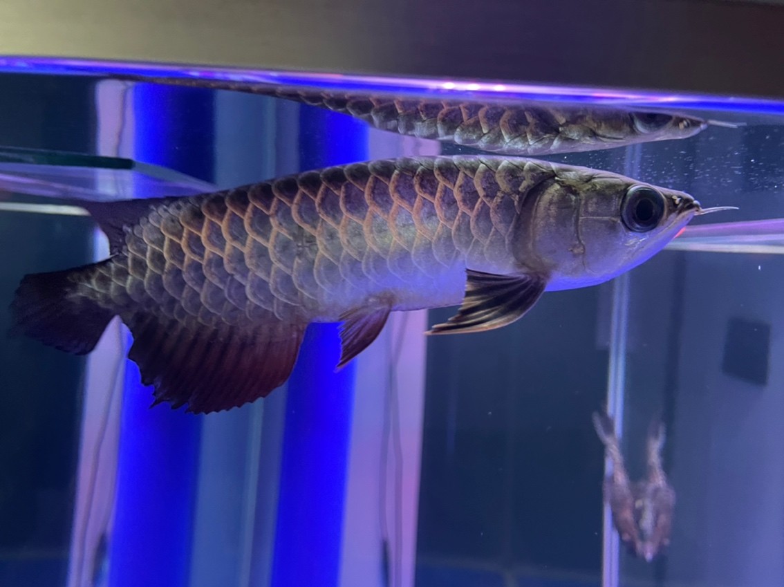 燈光該怎么選擇？魚缸自帶紅白藍。